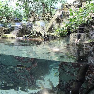 Forest exhibit for various fish