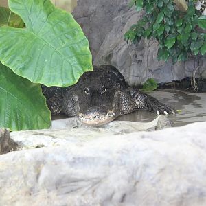 American alligator