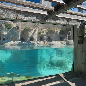 African Penguin Exhibit