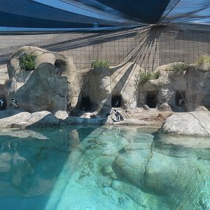 African Penguin Exhibit