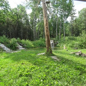 2.5 Acre American Black Bear Exhibit
