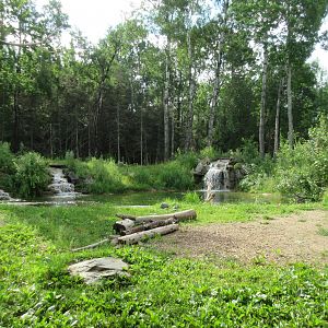 2.5 Acre American Black Bear Exhibit