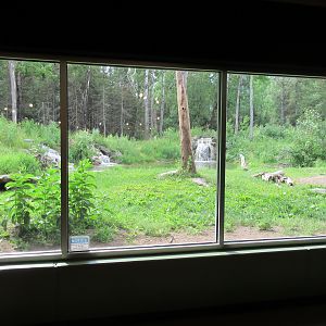 2.5 Acre American Black Bear Exhibit
