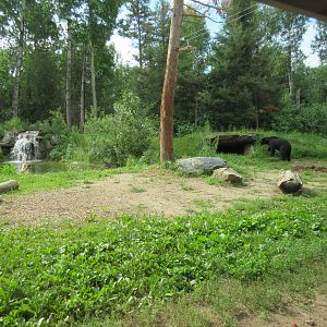 2.5 Acre American Black Bear Exhibit