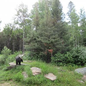 2.5 Acre American Black Bear Exhibit
