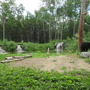 2.5 Acre American Black Bear Exhibit