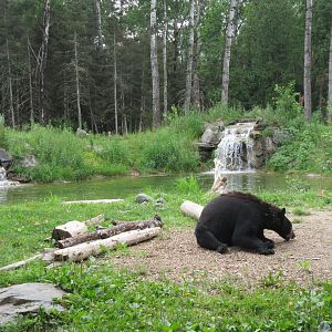 2.5 Acre American Black Bear Exhibit