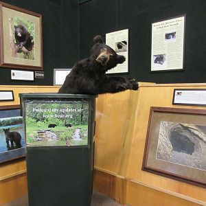 North American Bear Center - Garbage Can Bear!