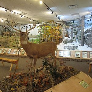 North American Bear Center