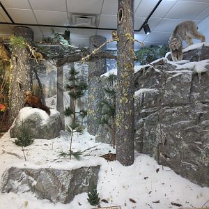 North American Bear Center