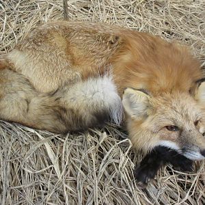 North American Bear Center - Outstanding Taxidermy Specimen