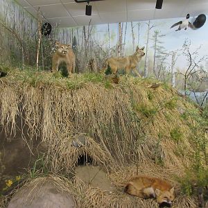 North American Bear Center