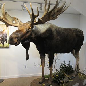 International Wolf Center - Bull Moose