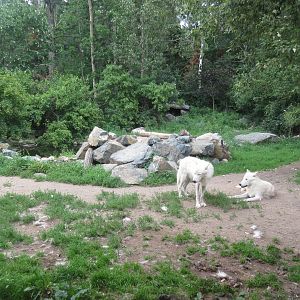 1.25 Acre Grey Wolf Exhibit