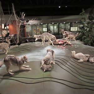 International Wolf Center - Museum Diorama