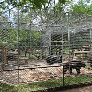 American Black Bear Exhibit