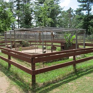 New Guinea Singing Dog Exhibit