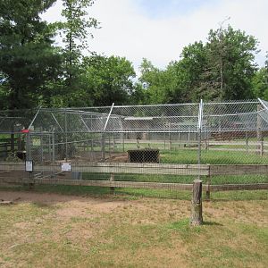 Arctic Fox + Red Fox Exhibits