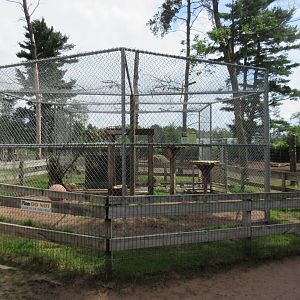 Cougar Exhibit