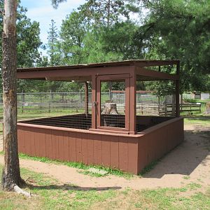 African Crested Porcupine Exhibit