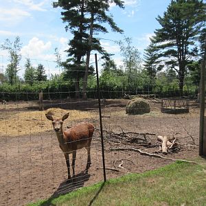 Red Deer Exhibit