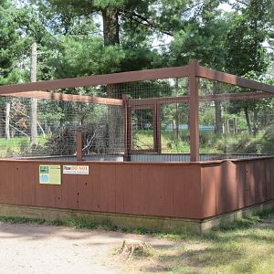 Striped Skunk Exhibit