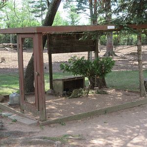 Kalij Pheasant Exhibit