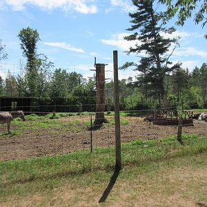 Zeedonk/Yak/Texas Longhorn Exhibit