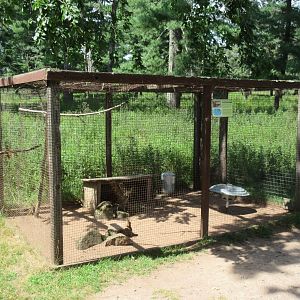 Red Golden Pheasant Exhibit