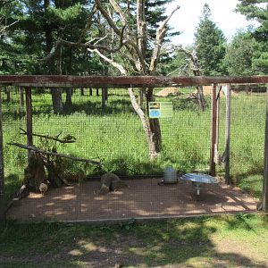 Yellow Golden Pheasant Exhibit