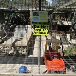 Ring-tailed Lemur Exhibit