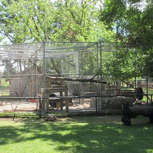 American Black Bear Exhibit