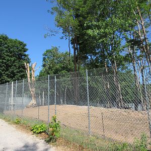 American Black Bear Exhibit #1 - Yearlings