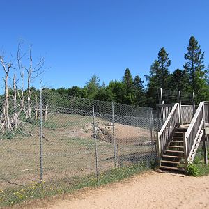 American Black Bear Exhibit #1 - Yearlings