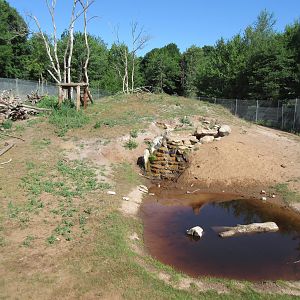 American Black Bear Exhibit #1 - Yearlings