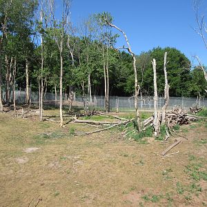 American Black Bear Exhibit #1 - Yearlings