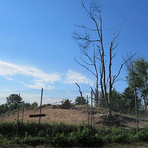 American Black Bear Exhibit #1 - Yearlings