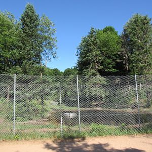 American Black Bear Exhibit #2 - Adult Males