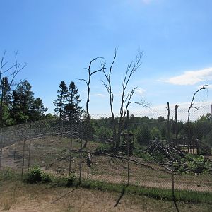 American Black Bear Exhibit #1 - Yearlings