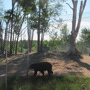 American Black Bear Exhibit #2 - Adult Males