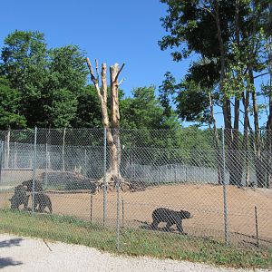 American Black Bear Exhibit #1 - Yearlings