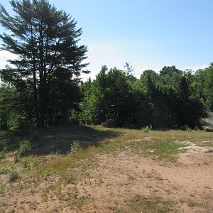 American Black Bear Exhibit #3 - Females