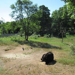 American Black Bear Exhibit #3 - Females