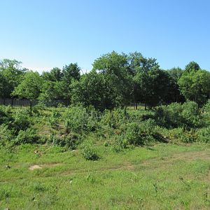 American Black Bear Exhibit #4