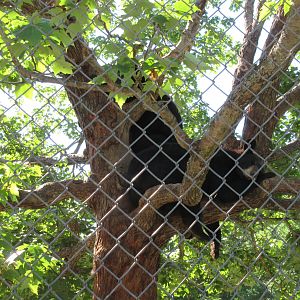 American Black Bear Exhibit #4 - High in a tree!