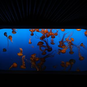 sea nettle tank