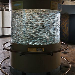 northern anchovie tank