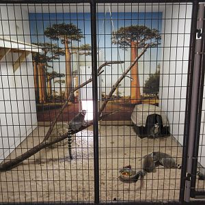 Tropical House - Ring-tailed Lemur Indoor Exhibit