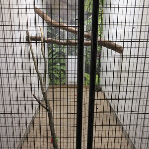 Tropical House - Common Genet Exhibit