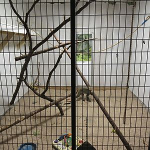 Tropical House - Bonnet Macaque Exhibit